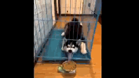 这二哈真是丢尽了汪脸,为了这么点狗粮至于么